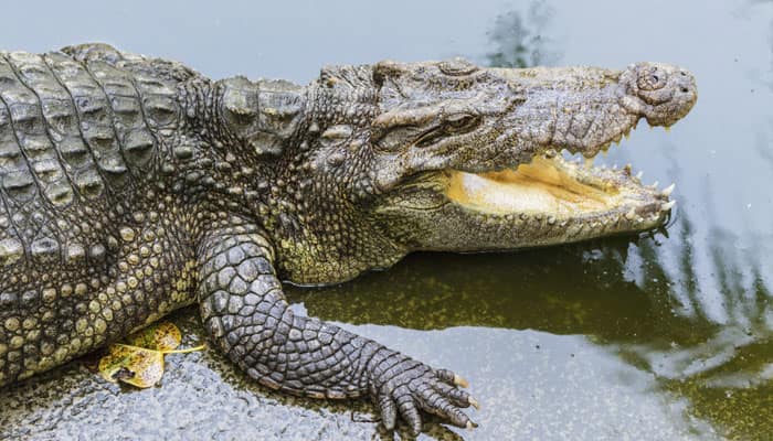 When seven crocodile species lived together 