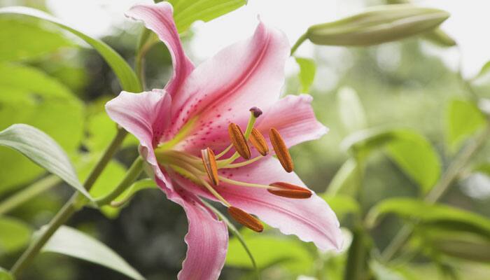 New light shed on flowers&#039; &#039;petal-dropping&#039; processes