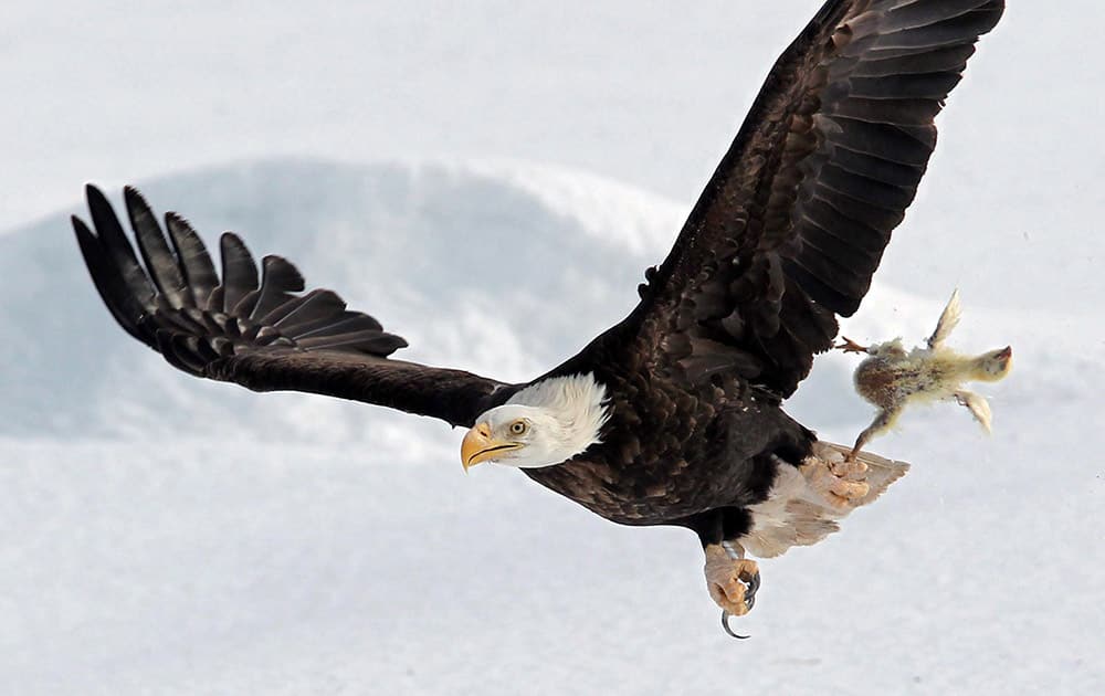 A bald eagle flies with a dead chicken plucked from the snow in a farmer's field, near Sheffield Mills, Nova Scotia.