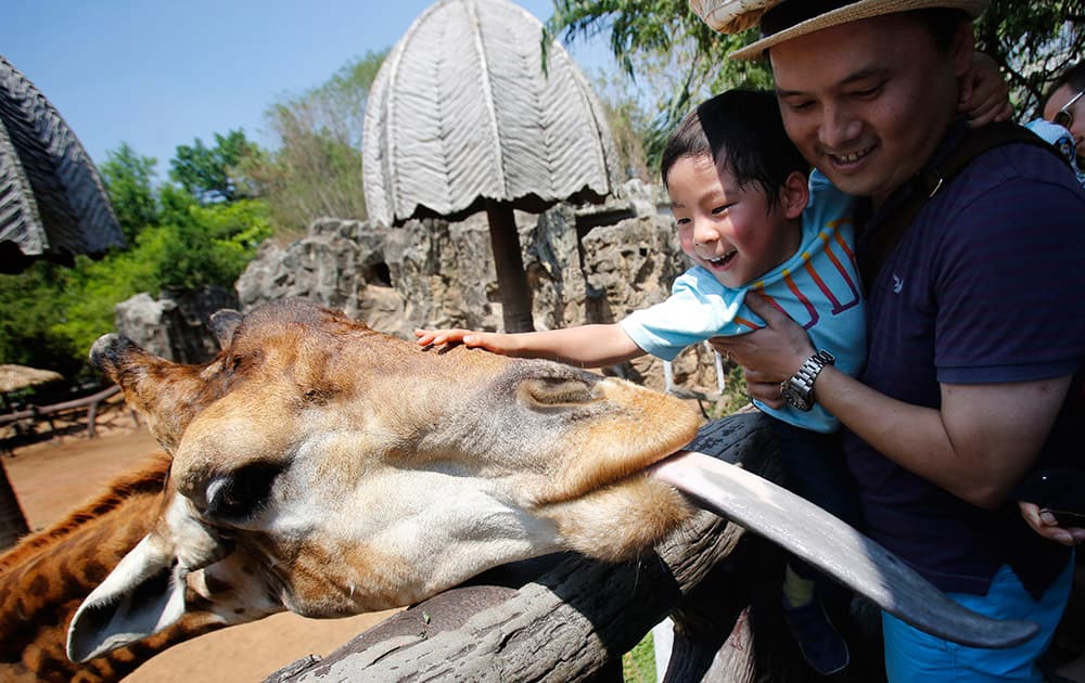 A giraffe sticks out a tongue toward visitors at Dusit Zoo in Bangkok, Thailand.