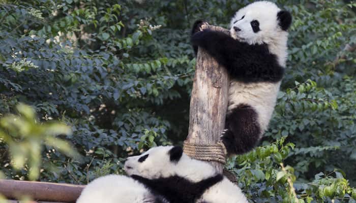 Giant Panda population goes up to over 1900: Survey