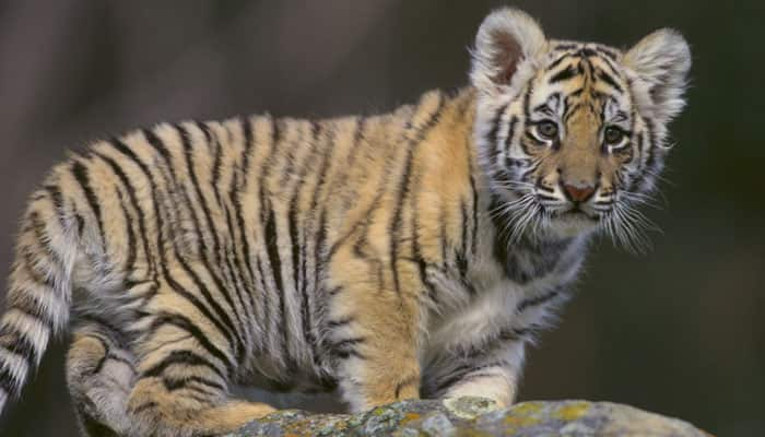 Madhya Pradesh minister wants law allowing people to keep tigers as pets