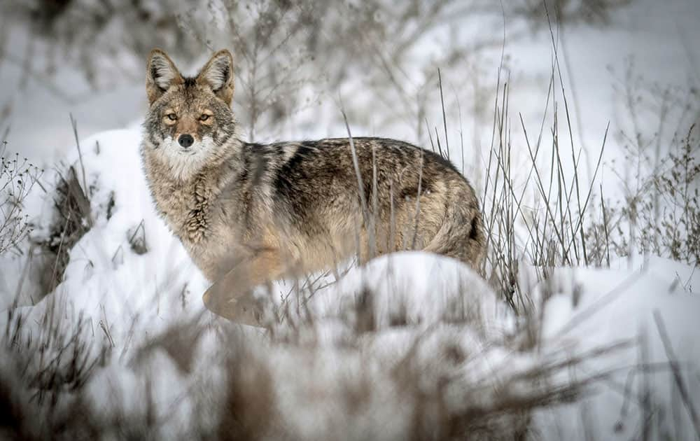 A coyote pauses to look around while walking through an open field at Albuquerque's Nature Center in N.M.