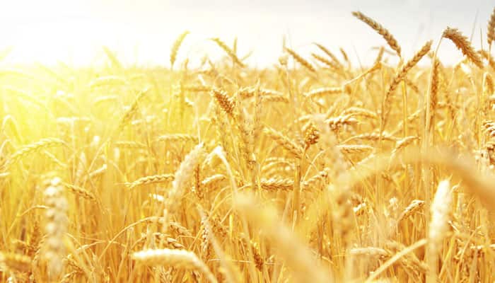 &#039;Warrior&#039; fungus threatening wheat production: Study