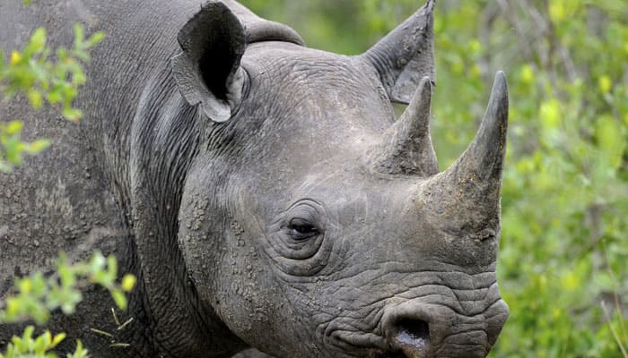 Assam Governor expresses concern over rhino poaching