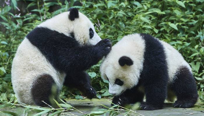 Experts raise doubts over China&#039;s panda survey