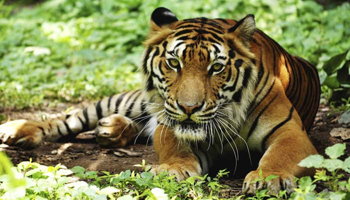 Govt refutes claims of Oxford-led study, says tiger census correct
