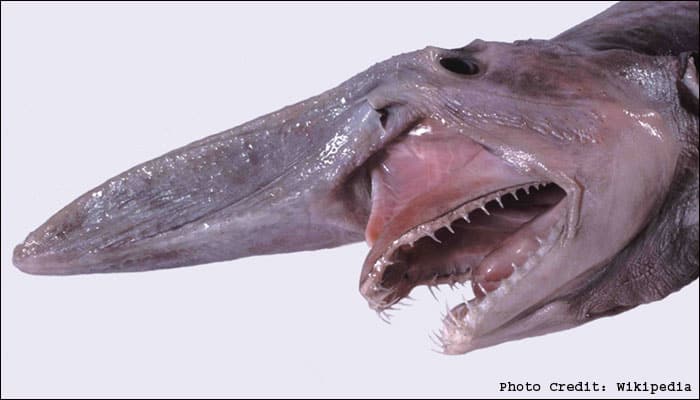Rare Alien Of The Deep Goblin Shark Found In Australia Environment News Zee News