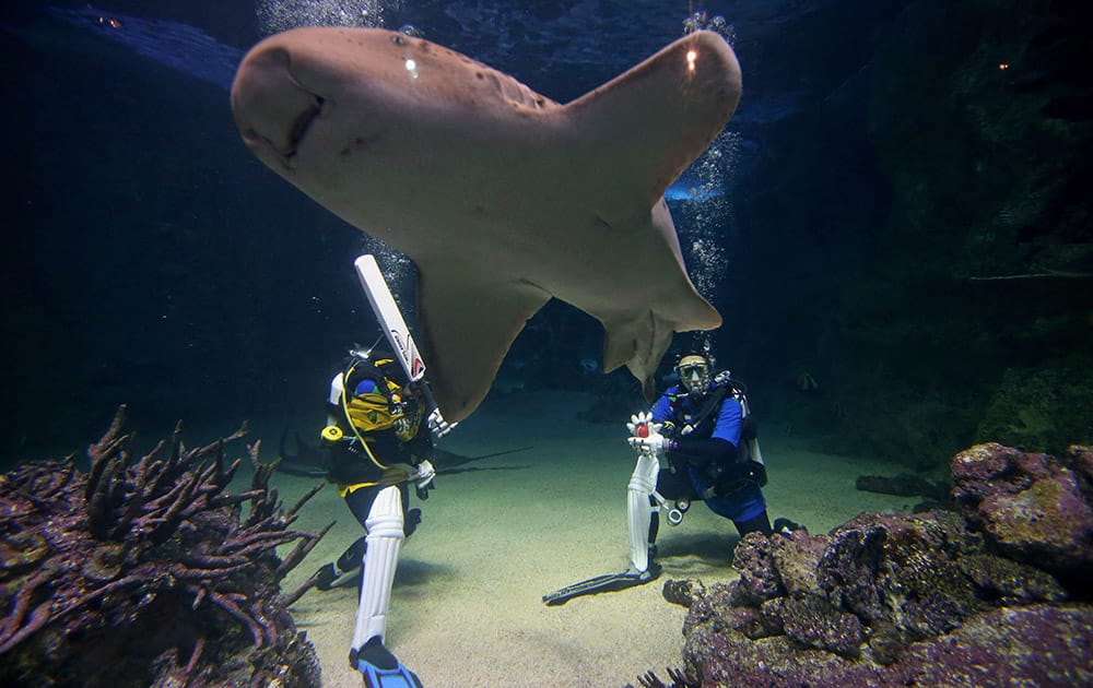 Bruce, a leopard shark, swims between Sydney Aquarium divers Alicia Lloyd and Amanda Elzer as they play a mock game of cricket surrounded by sharks and other exotic fish in Sydney.