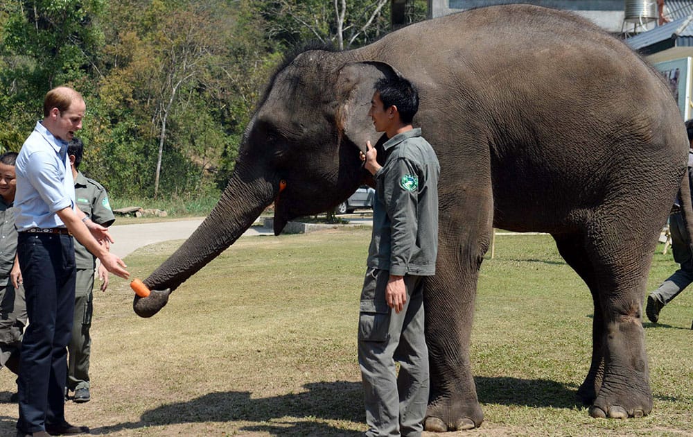 Britain's Prince William feeds Ran Ran, a 13-year-old female elephant who was discovered in 2005 with a leg wound caused by an iron clamp trap in Xishuangbanna in southwest China's Yunnan province.