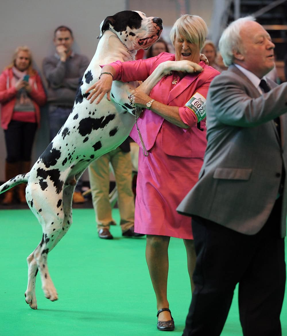 A great dane with its owner after they finished first in their class during the second day of Crufts dog show at the National Exhibition Centre in Birmingham, England.
