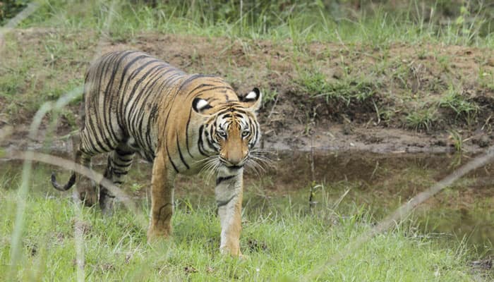 Carcass plant inside Madhya Pradesh sanctuary posing threat to tigers ...