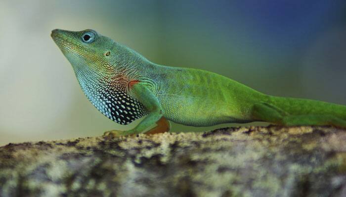 Mystery of how chameleons change skin colour solved