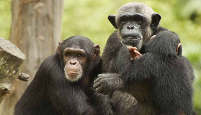 Human diseases put endangered chimps at risk