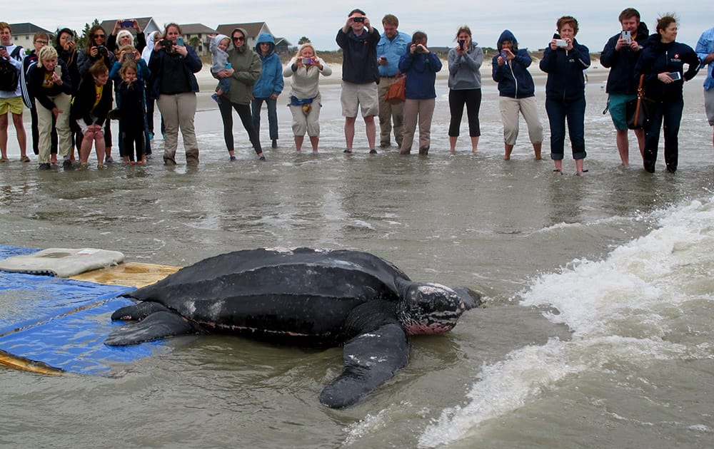 Yawkey, a rare leatherback sea turtle, moves off the beach at the Isle of Palms, S.C.