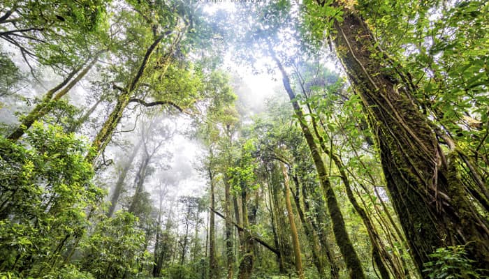 Humans adapted to rainforest environment sooner than previously believed