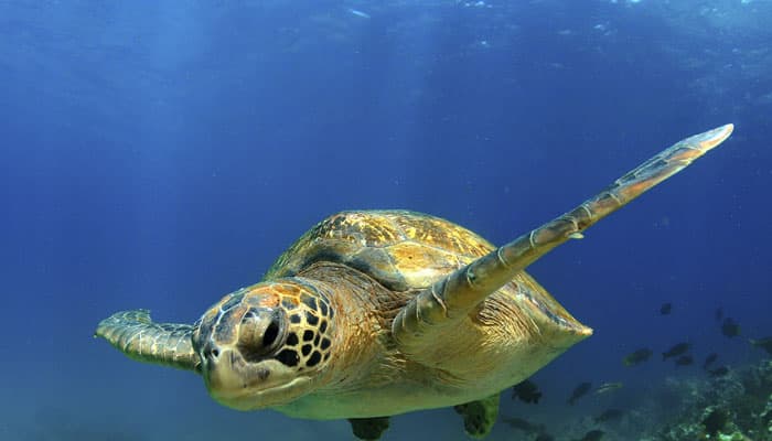 Endangered turtles begin mass nesting at Odisha beaches