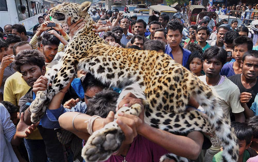 People carry the body of a leopard in Guwahati, Assam. The leopard fell into narrow cave near a temple and died before it could be rescued, according to the Press Trust of India. Due to habitat loss, leopards sometimes enter populated areas in search of food.