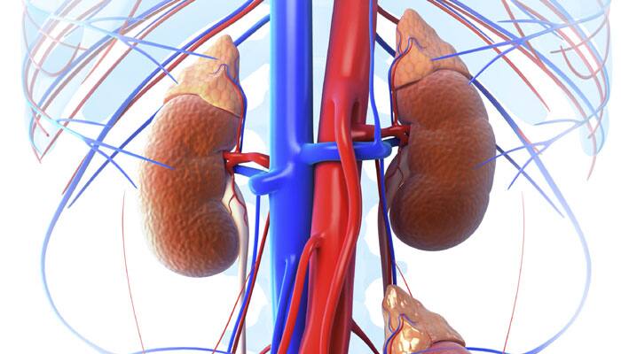 over-5-million-to-undergo-dialysis-kidney-transplant-by-2030-study
