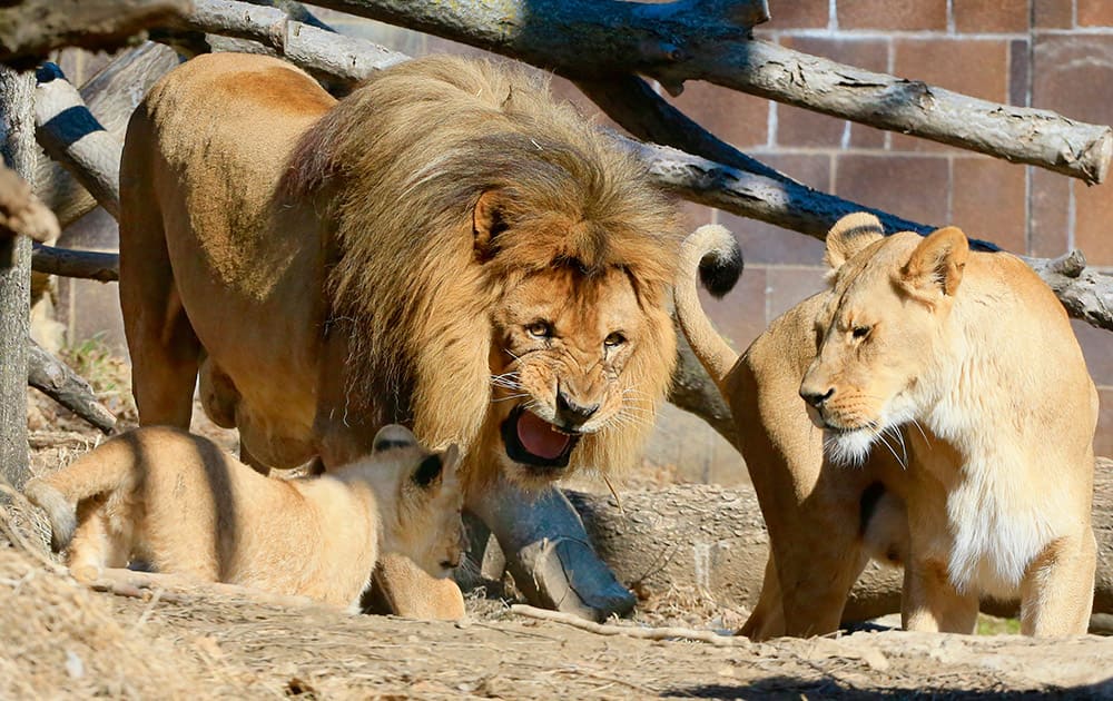 Mr. Big growls at his young offspring while the cub's mother is seen on the right, at the Henry Doorly Zoo in Omaha, Neb. The three African lion cubs, born on Nov. 21, 2014, their mom Ahadi and aunt Mfisha, were put together for the first time with the father Mr. Big in the outdoor Cat Complex exhibit.