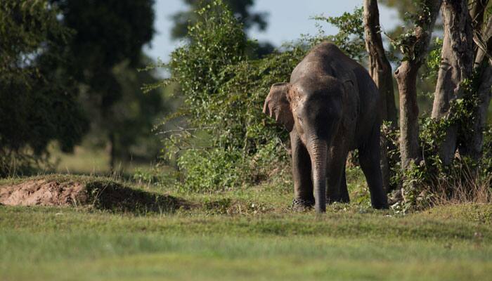 Elephants can &#039;sniff out&#039; explosives