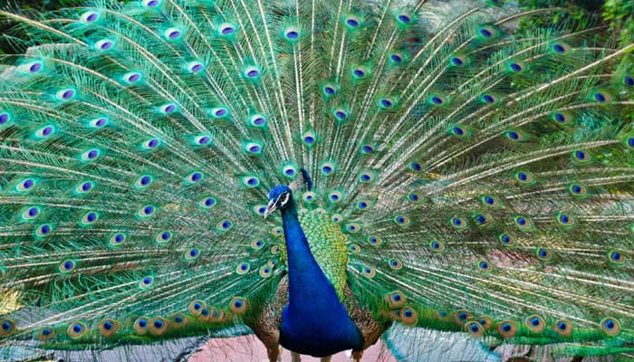 Feather plucking sounding death knell for peacocks