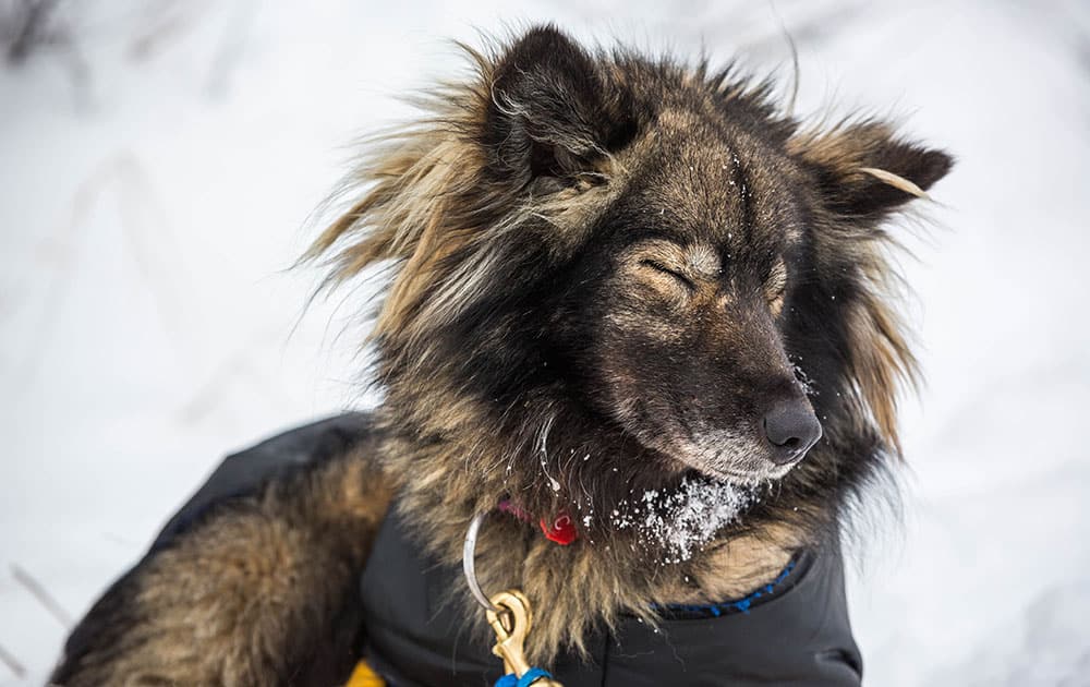 Chilkat, one of Jessie Royer's dogs, gets some shuteye at the Koyuk, Alaska, checkpoint during the Iditarod Trail Sled Dog Race.