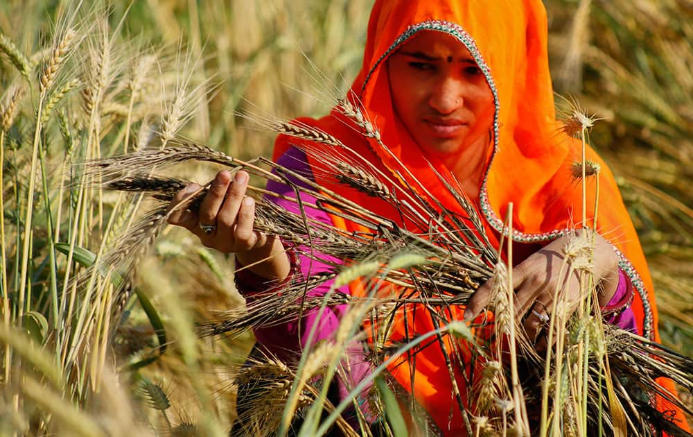 A farmer woman looks at wheat crop that was damaged in unseasonal rainfall and hailstorm at village Govingpura, outskirts of Jaipur, Rajasthan. The recent rainfall over large parts of northwest and central India has massively damaged standing crops.