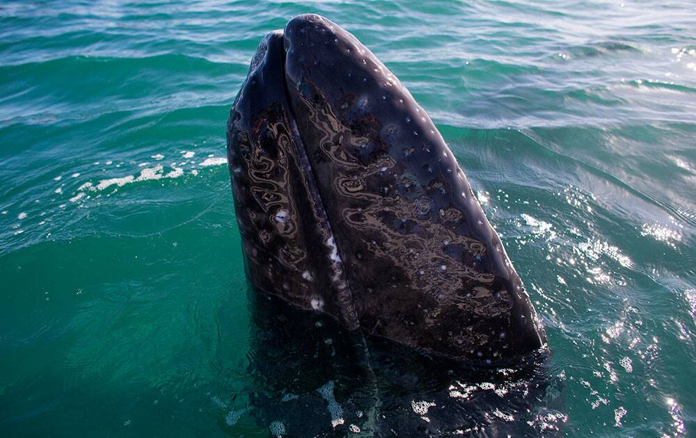 a gray whale surfaces in the Pacific Ocean waters of the San Ignacio lagoon, near the town of Guerrero Negro, in Mexico's Baja California peninsula.