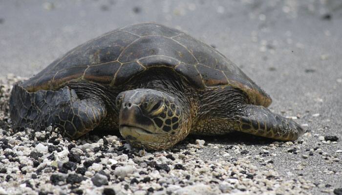 Turtles reappears for mass nesting