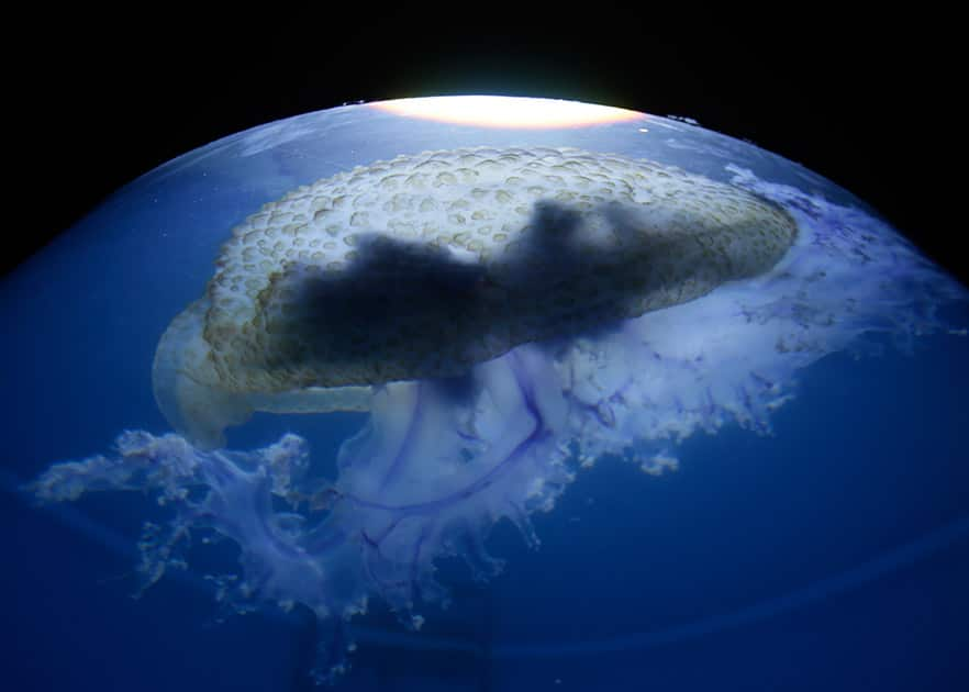 A huge jellyfish swims in the Manila Ocean Park aquarium, a day after it was found floating off Manila Bay near Manila, Philippines.