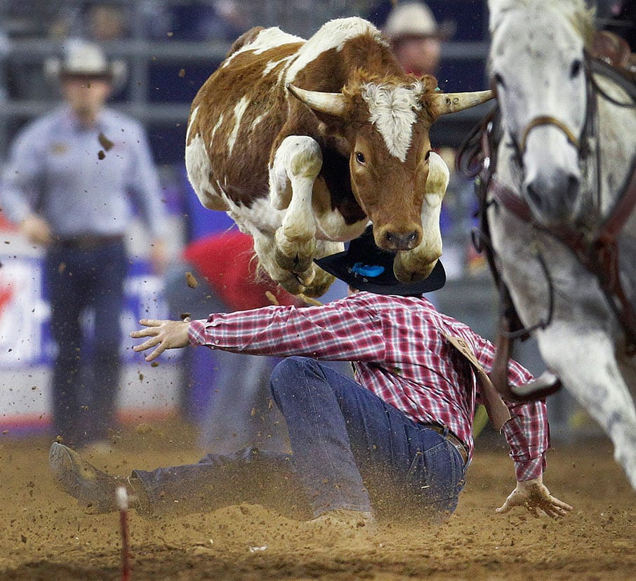 A steer jumps over Nick Guy as he competes in the steer wrestling event during the Houston Livestock Show.