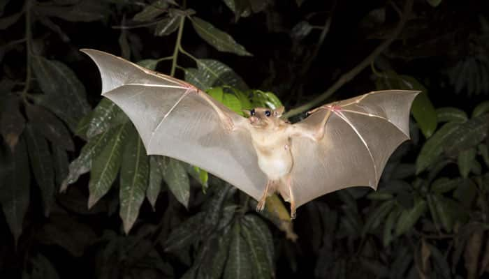 Bats take milliseconds to take decisions