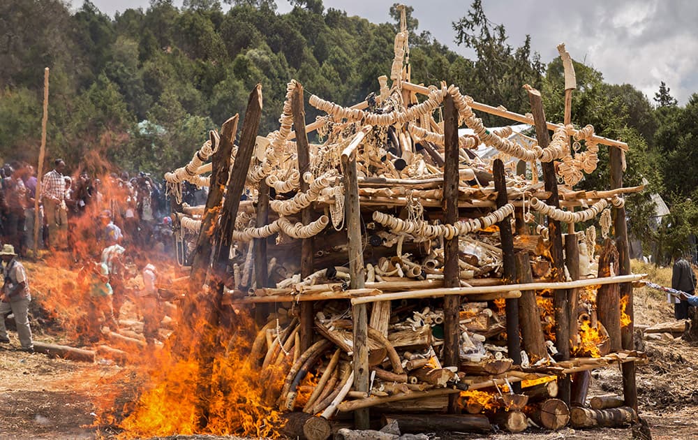 A pile of 6.1 tons of illegal elephant tusks, ivory trinkets, carvings and various forms of jewelry is burned on a wooden pyre that government officials set alight to discourage poaching and the ivory trade, in the capital Addis Ababa, Ethiopia.