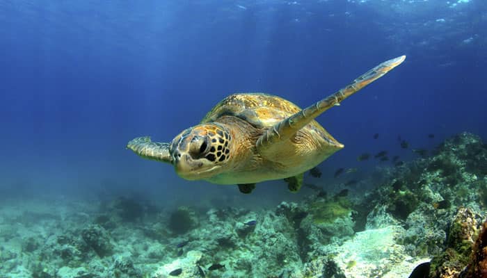 Green sea turtles recover in Florida, Mexico