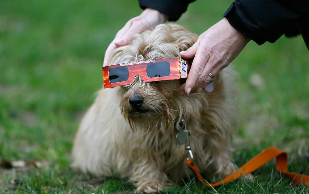 An owner places solar glasses on a dog in preparation to view the eclipse in Regent's Park in London.