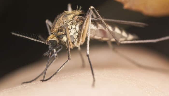 Chemical to trap malaria mosquitoes identified