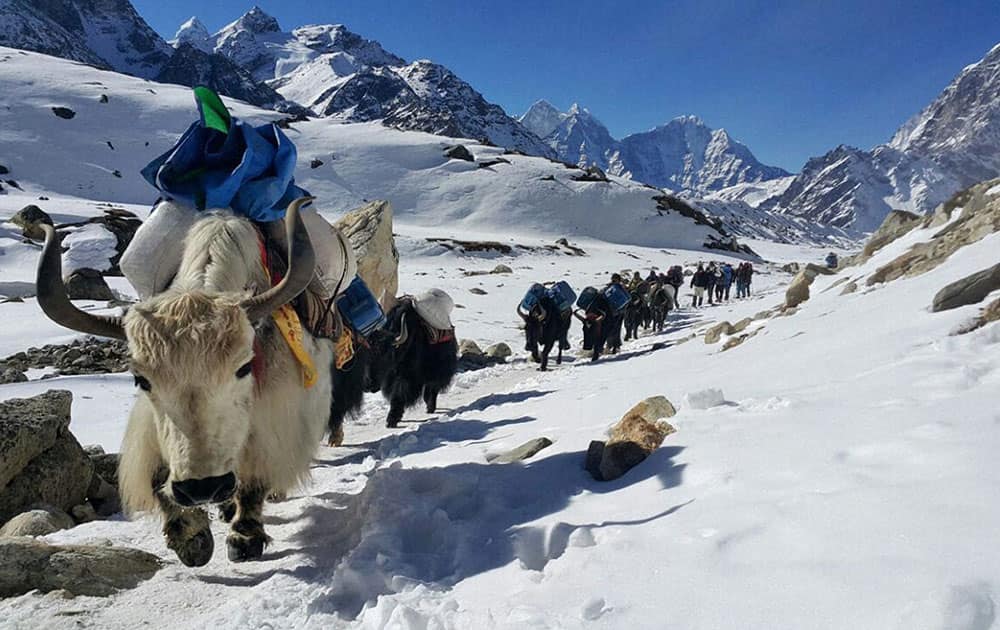 Yaks move towards Mount Everest’s base camp ferrying supplies as the three-month climbing for the worlds tallest mountain begins in March, near Gorakshep, Nepal.