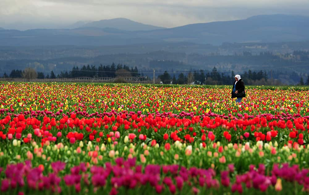 Dalal Murad, from Jordan, walks through fields of tulips while visiting with her family during Tulip Fest at the Wooden Shoe Tulip Farm, in Woodburn, Ore. 