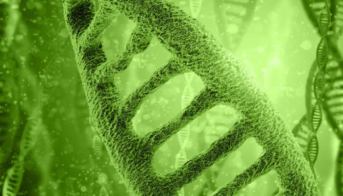 Here S How Plant Molecule Can Help Make Roads And Roofs Greener Environment News Here S How Plant Molecule Can Help Make Roads And Roofs Greener Environment News