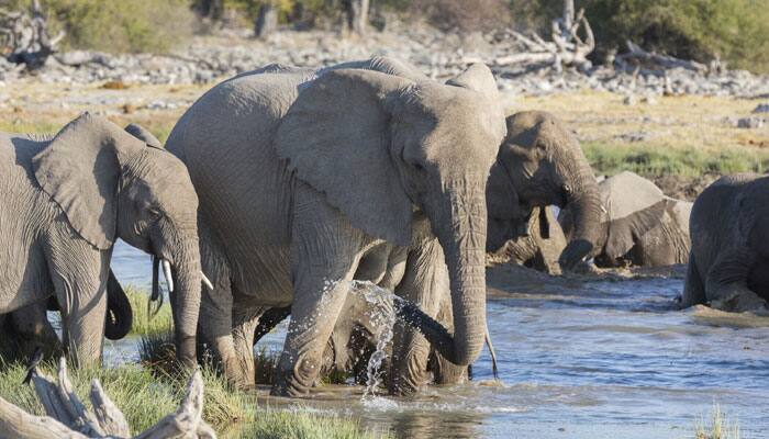 African elephants could be extinct in the wild within a few decades, warn experts