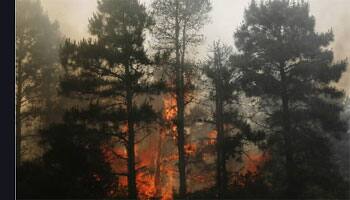 Forest fires scorch over 11,000 hectares in Himachal