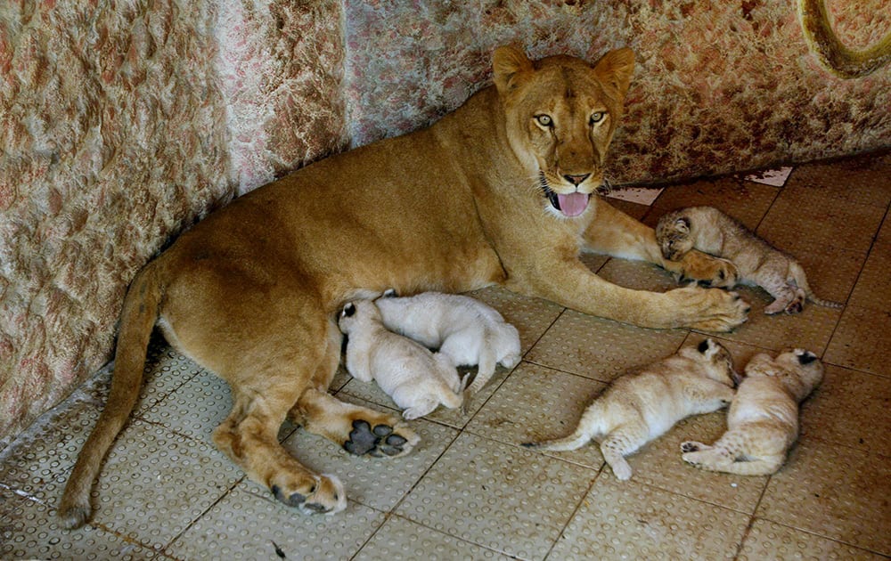 African lioness named Rani, or Queen, sits with her newly born five cubs at the house of her owner who has grown her as a pet, in Multan, Pakistan. The African lioness has given birth to five healthy cubs. Lions normally have litters of two or three cubs.