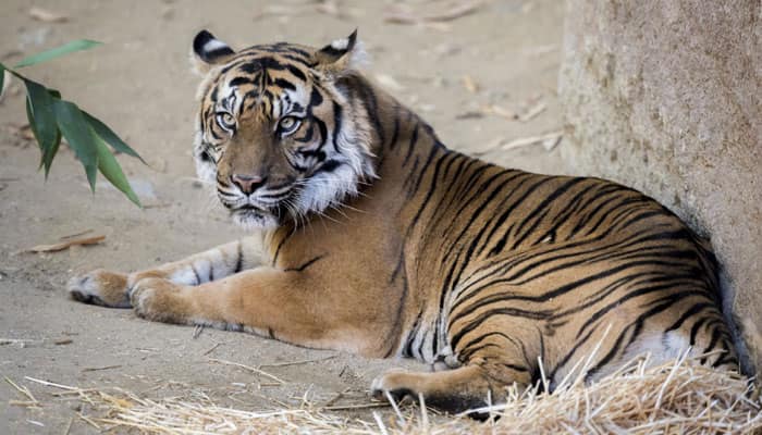  Four leopards die in Tripura zoo