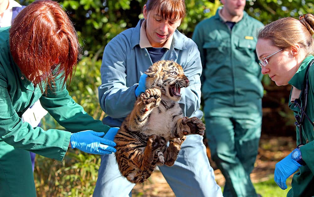 A vet from Chester Zoo catches one of the three as yet unnamed 12 week old Sumartran Tiger Cubs born earlier this year, to identify what sex they are and to vaccinate them. The cubs, born in January to mum Kirana and dad Fabi, were found to be two males and one female.