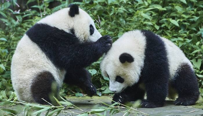 Pandas not as solitary as earlier thought