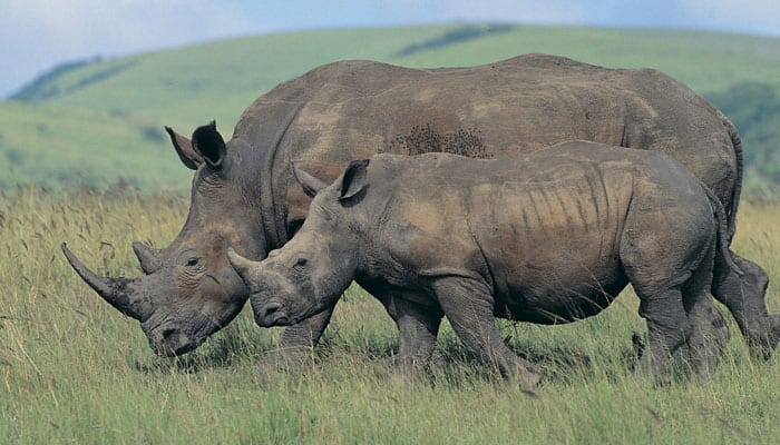 Number of rhinos in Assam&#039;s Kaziranga up, says census