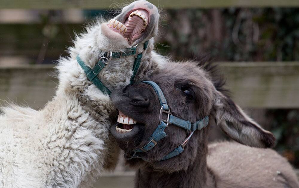 Miniature Mediterranean donkeys play in their enclosure in the Kids’ Farm at the Smithsonian's National Zoological Park, in Washington. 