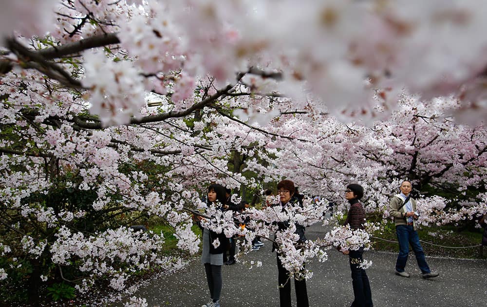 Women take photos of the blooming cherry blossoms near the Chidorigafuchi Imperial Palace moat in Tokyo.