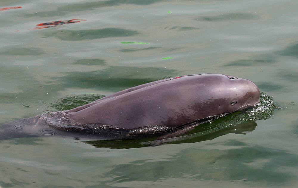 a Yangtze finless porpoise swims in a lightly-trafficked reserve on the Yangtze River in Jianli county in central China's Hubei province. Experts estimate there are only around 1,000 of the critically endangered porpoises, a dolphin-like freshwater mammal found only in the busy Yangtze River and two connected lakes, and according to Chinese state media, without protection the species could become extinct within 5 to 10 years.